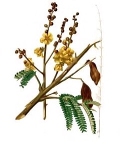 Peltophorum pterocarpum Copperpod, Yellow Poinciana